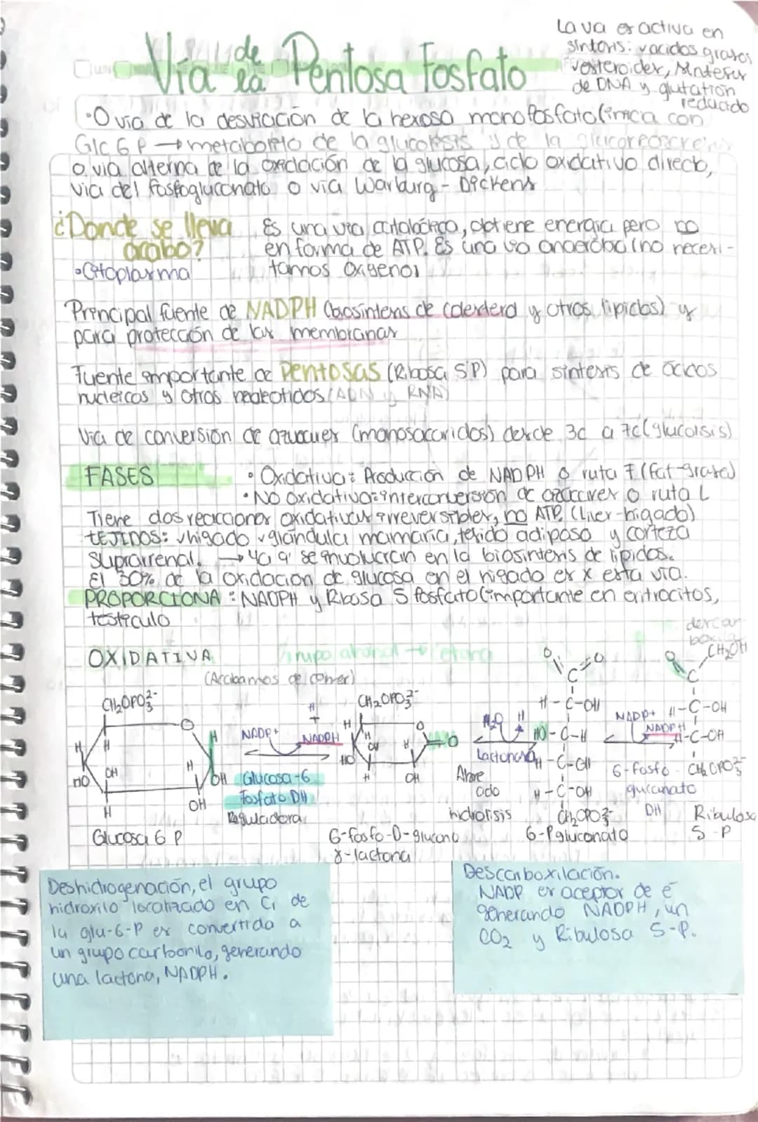 و
و
3
3
# Via de Pentosa Fosfato
La va er activa en
sintoris: vocidos gratos
de DNA y glutation
reducido
- O vía de la desviación de la he