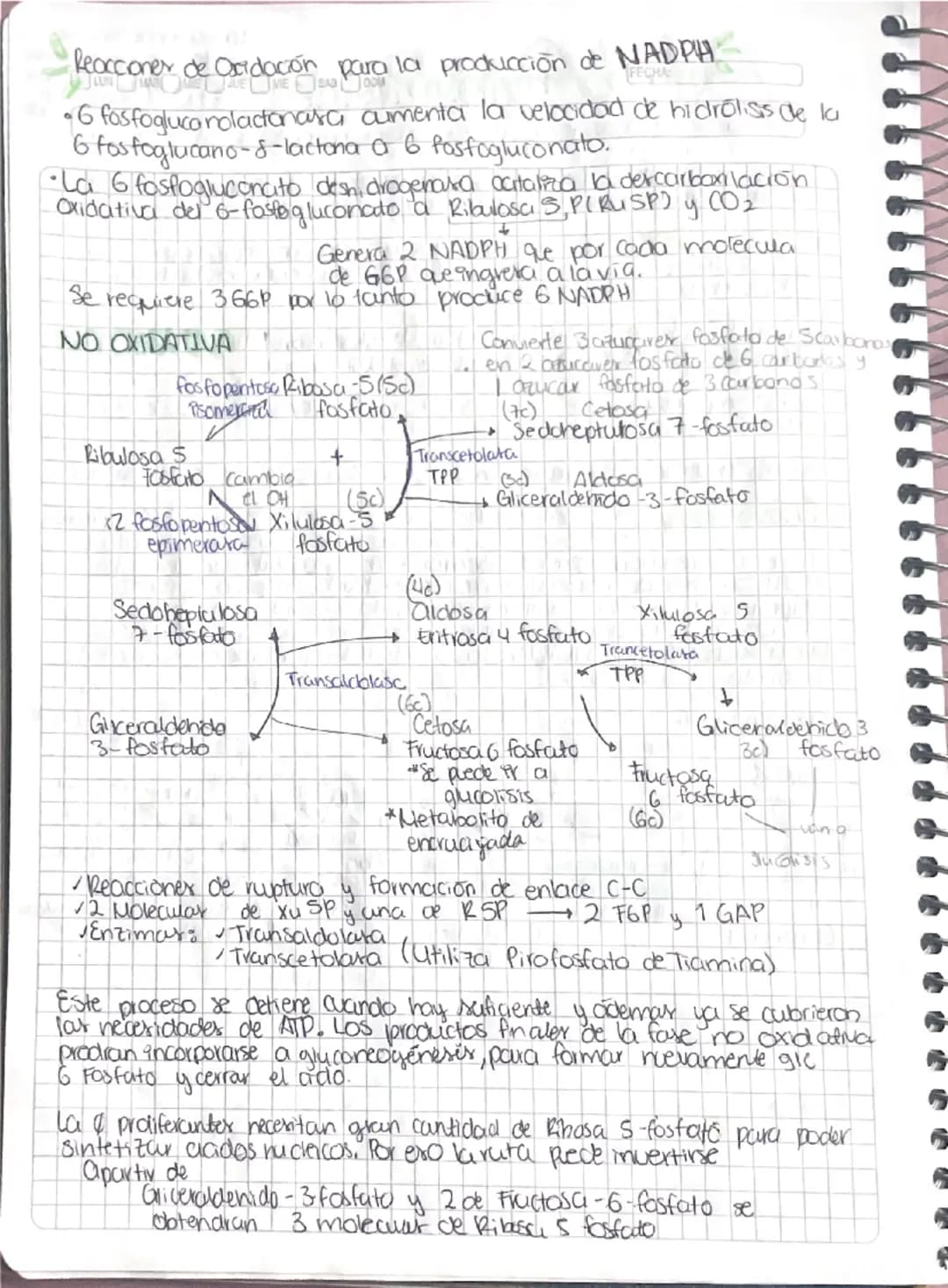 و
و
3
3
# Via de Pentosa Fosfato
La va er activa en
sintoris: vocidos gratos
de DNA y glutation
reducido
- O vía de la desviación de la he