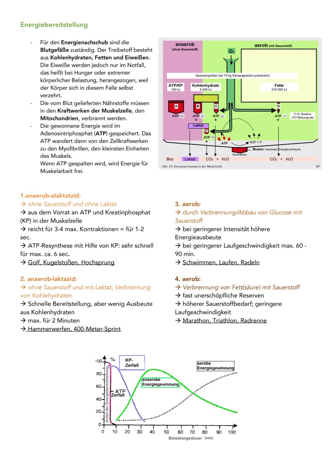 Energiebereitstellung
Für den Energienachschub sind die
Blutgefäße zuständig. Der Treibstoff besteht
aus Kohlenhydraten, Fetten und Eiweiße