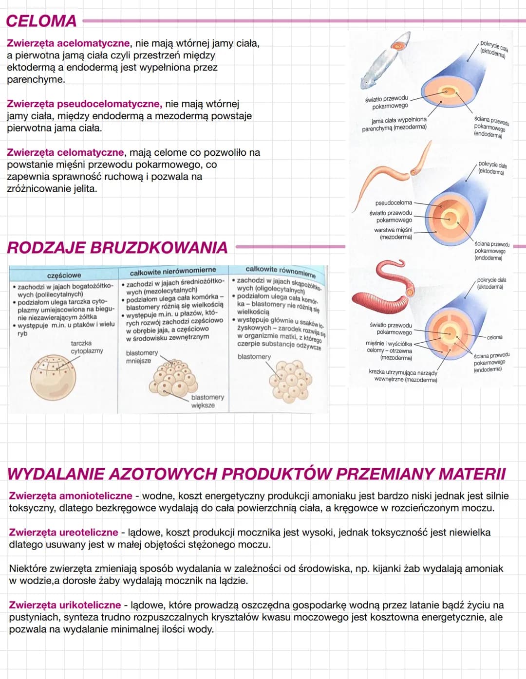 # KRYTERIA KLASYFIKACJI
# ZWIERZĄT
Na podstawie różnic w przebiegu rozwoju zarodkowego oraz w budowie ciała królestwo zwierząt podzielono