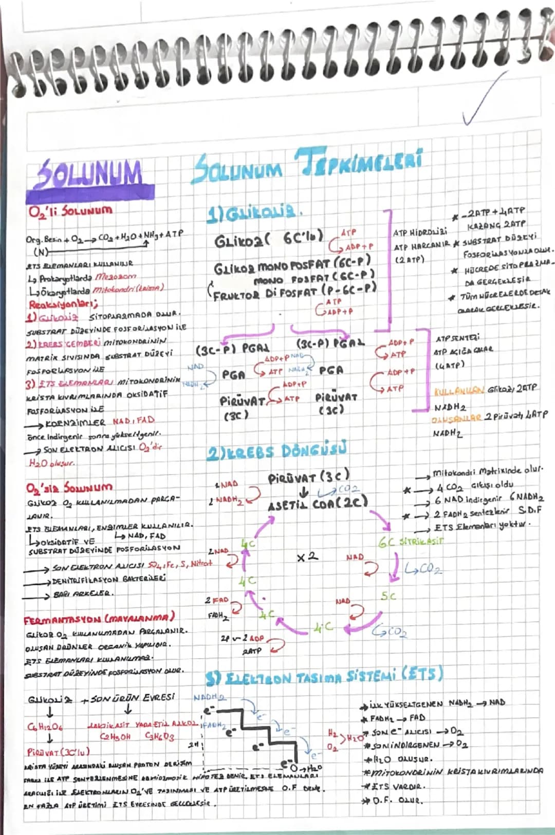 # SOLUNUM SOLUNUM TEPKİMELERI
O2'li SOLUNUM
Org. Ben+O2→ CO2 + H2O + NH3 + ATP
(N)
ETS ELEMANLARI KULLANIUR
La Prokaryotlarda Mezдовот