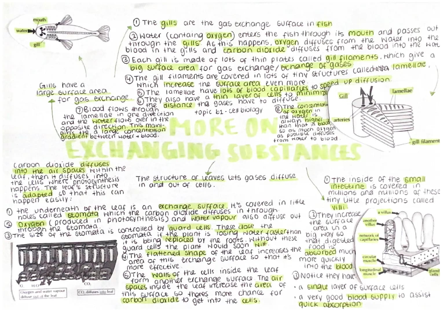 # Gas exchange
☆ happens in the
lungs.
The job
of the lungs is
to transfer oxygen to the blood
and to remove waste carbon dioxide from it.