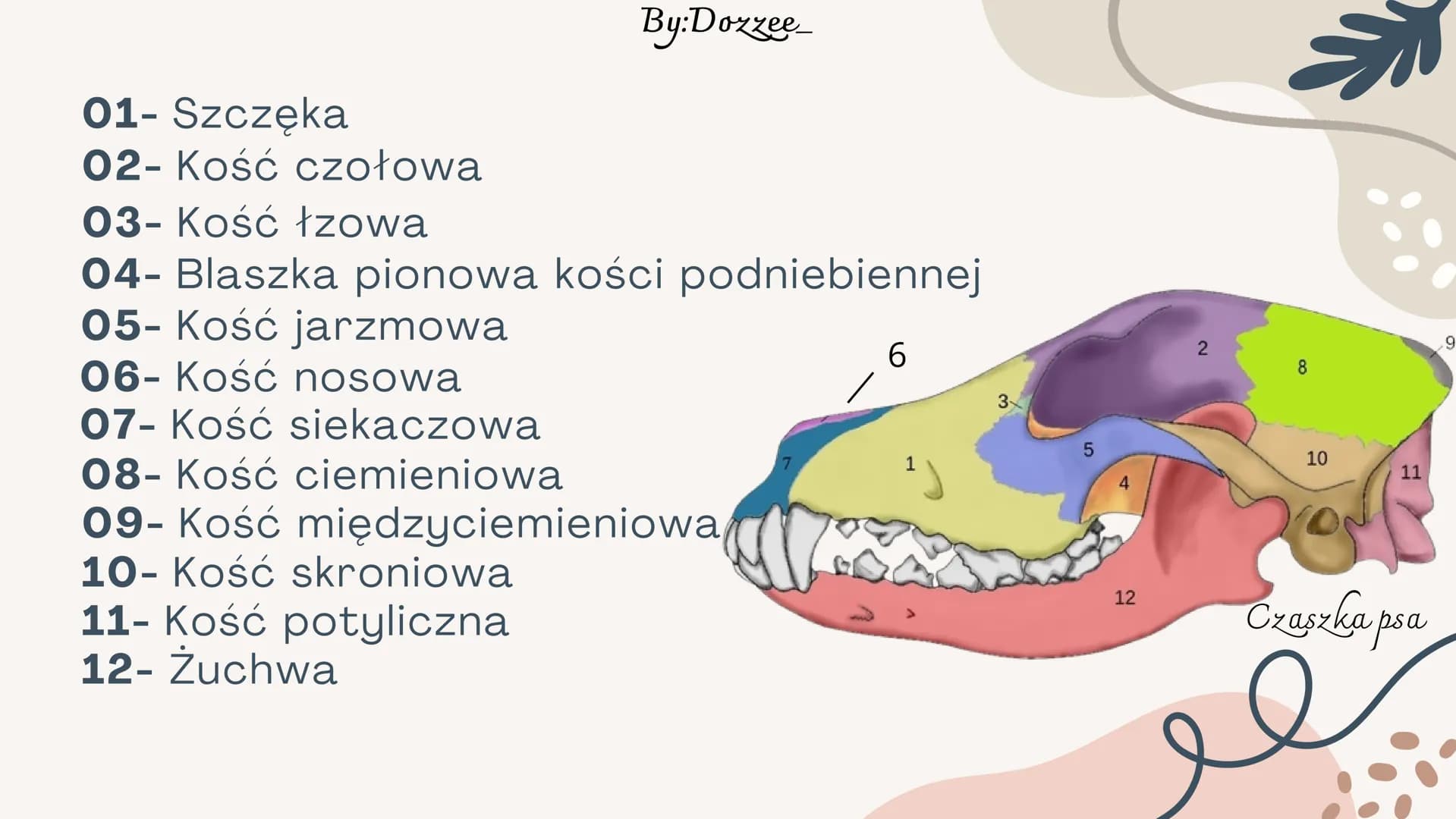 By:Doxzee
Czaszka By:Dozzee
# Spis treści
01 Budowa zewnętrzna
czaszki
02 mózgoczaszka
03 Twarzoczaszka
04 Kości pneumatyczne By:Dozze