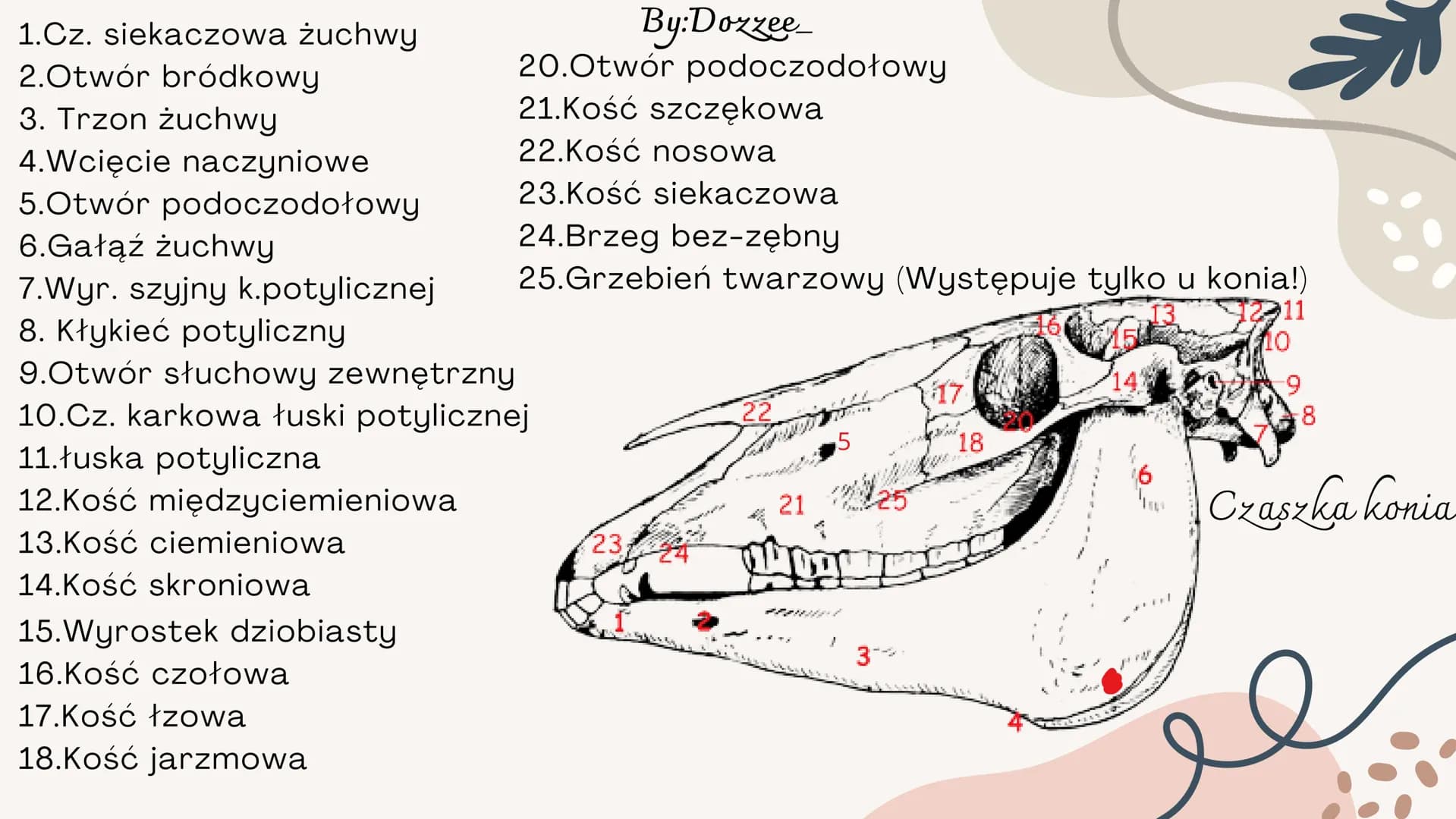 By:Doxzee
Czaszka By:Dozzee
# Spis treści
01 Budowa zewnętrzna
czaszki
02 mózgoczaszka
03 Twarzoczaszka
04 Kości pneumatyczne By:Dozze