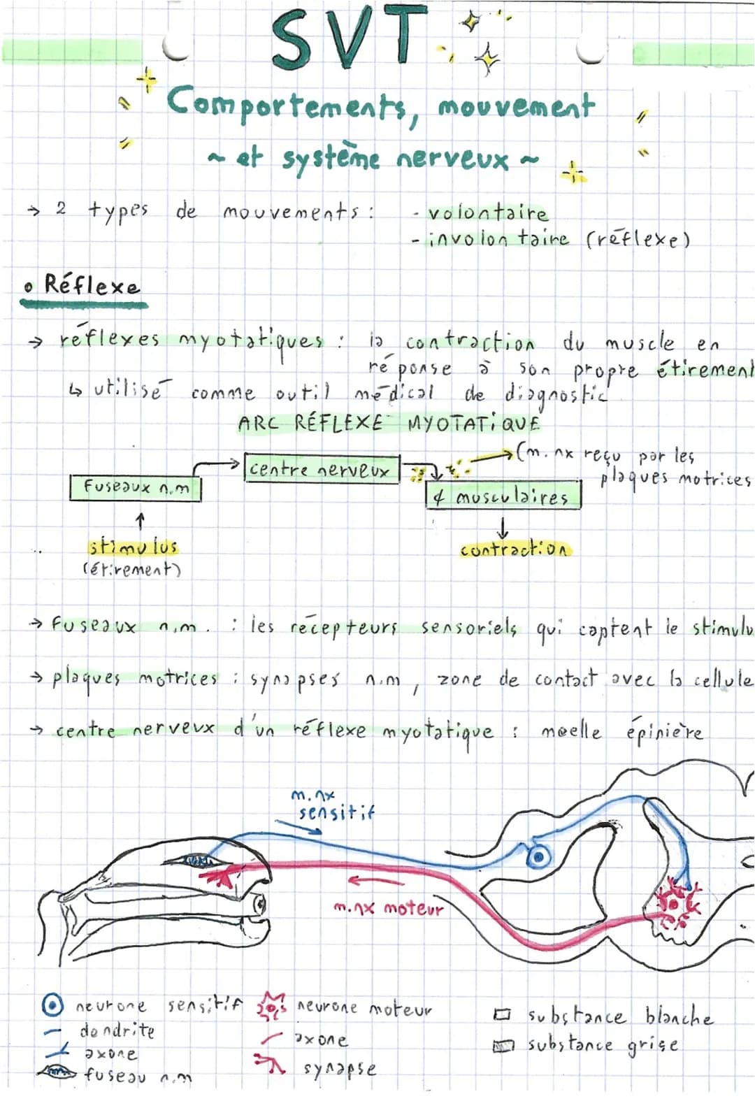 SVT
Comportements, mouvement
~ et système nerveux ~
→ 2 types de mouvements: - volontaire
- involon taire (réflexe)
• Réflexe
→ réflexes m