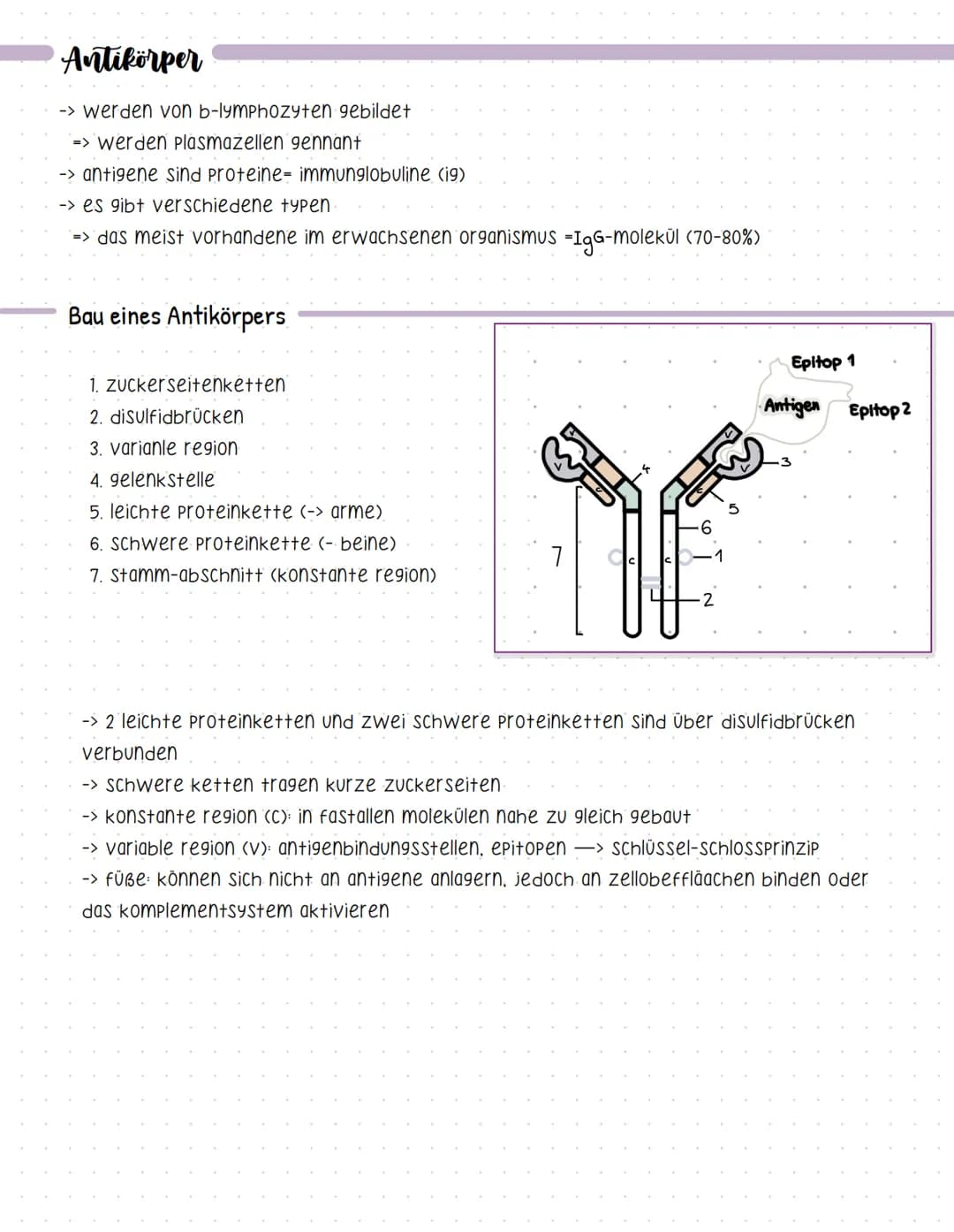 # Antikörper
-> werden von b-lymphozyten gebildet
=> werden plasmazellen gennant
-> antigene sind proteine- immunglobuline (ig)
-> es gi