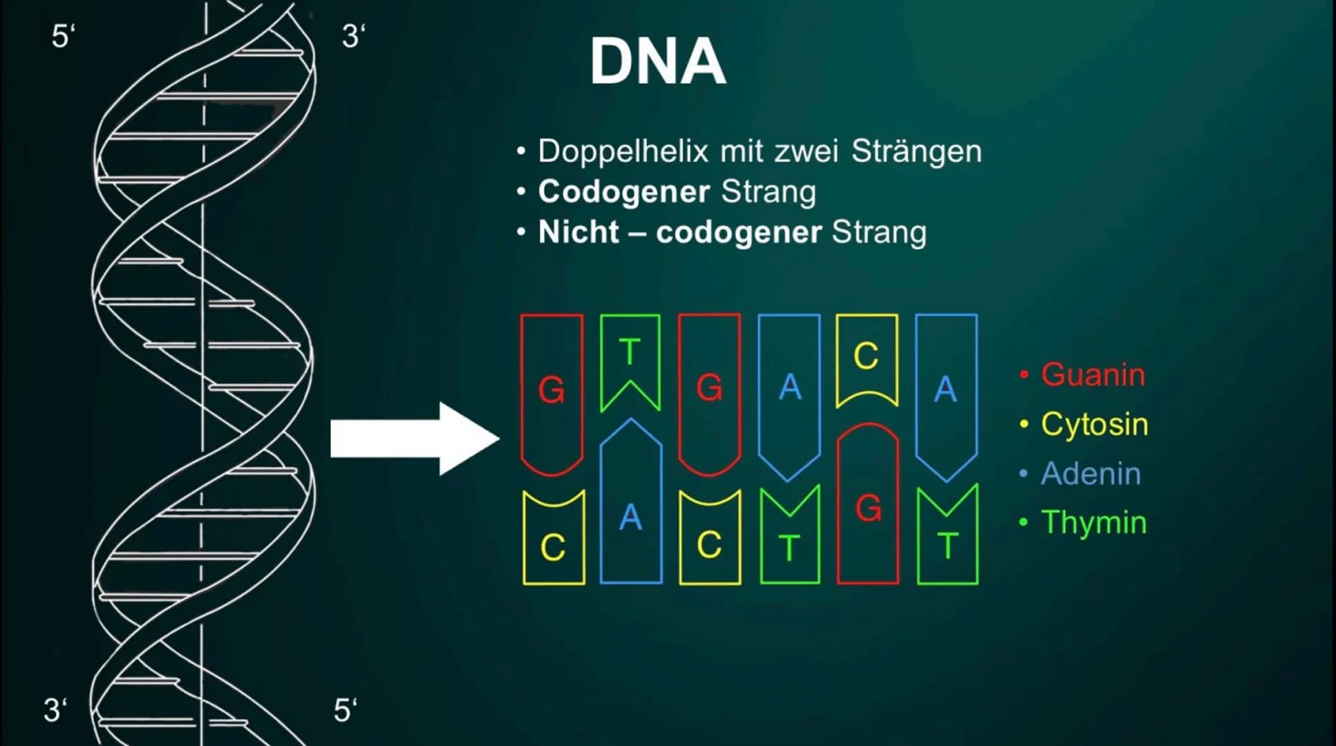 # Proteinbiosynthese
Die Geburt eines Proteins # Inhalt
• Proteinbiosnythese - Definition
• DNA
• Transkription
- Initation
- Elon