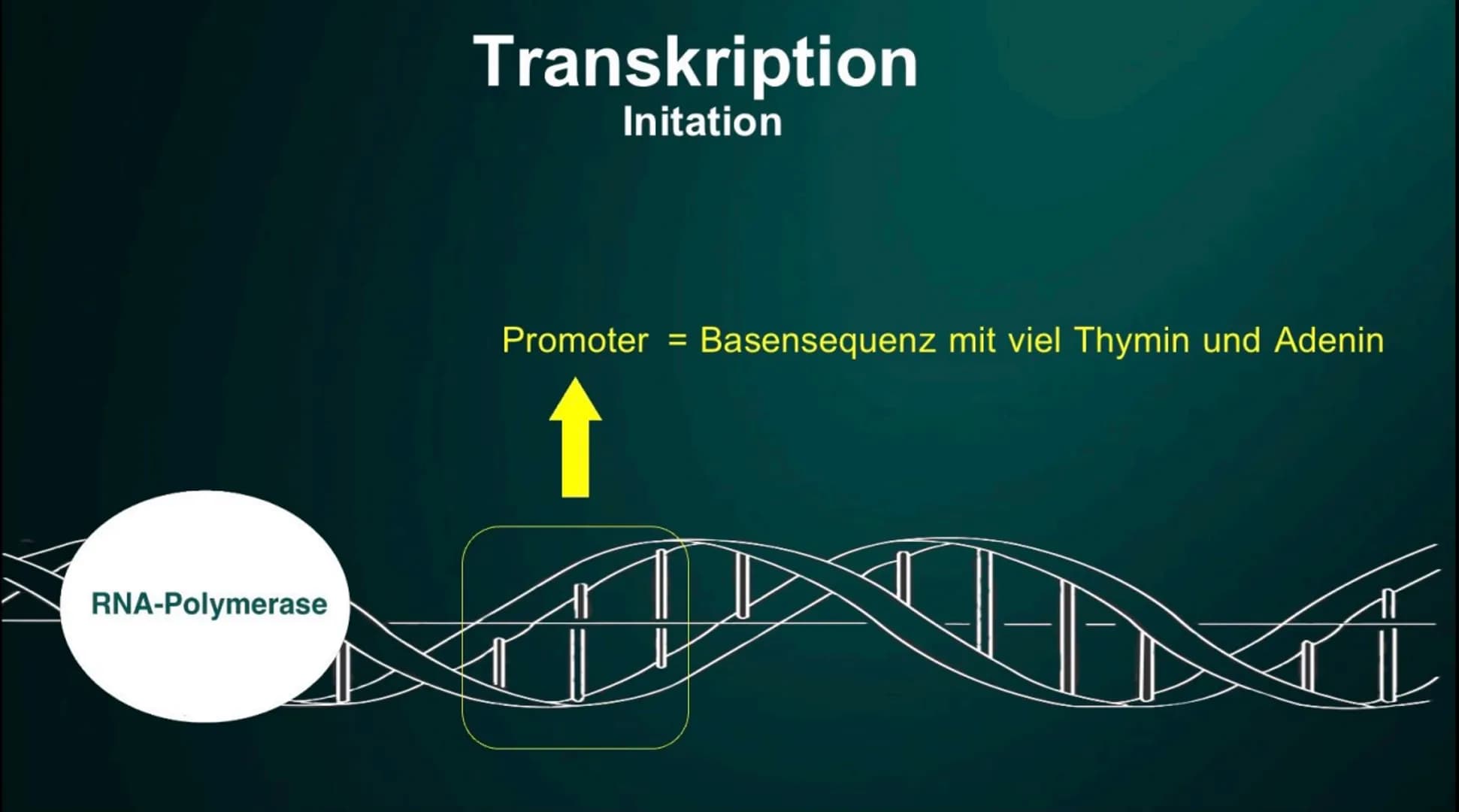 # Proteinbiosynthese
Die Geburt eines Proteins # Inhalt
• Proteinbiosnythese - Definition
• DNA
• Transkription
- Initation
- Elon