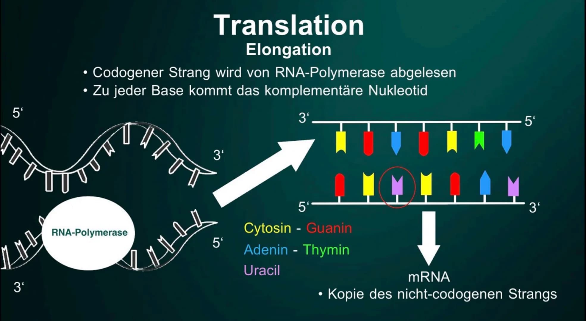 # Proteinbiosynthese
Die Geburt eines Proteins # Inhalt
• Proteinbiosnythese - Definition
• DNA
• Transkription
- Initation
- Elon