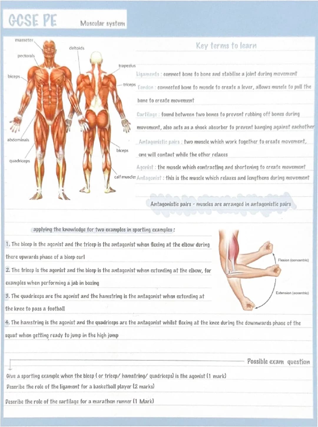 GCSE PE
Muscular system
masseter
deltoids
Key terms to learn
pectorals
trapezius
biceps.
Ligaments: connect bone to bone and stabilis