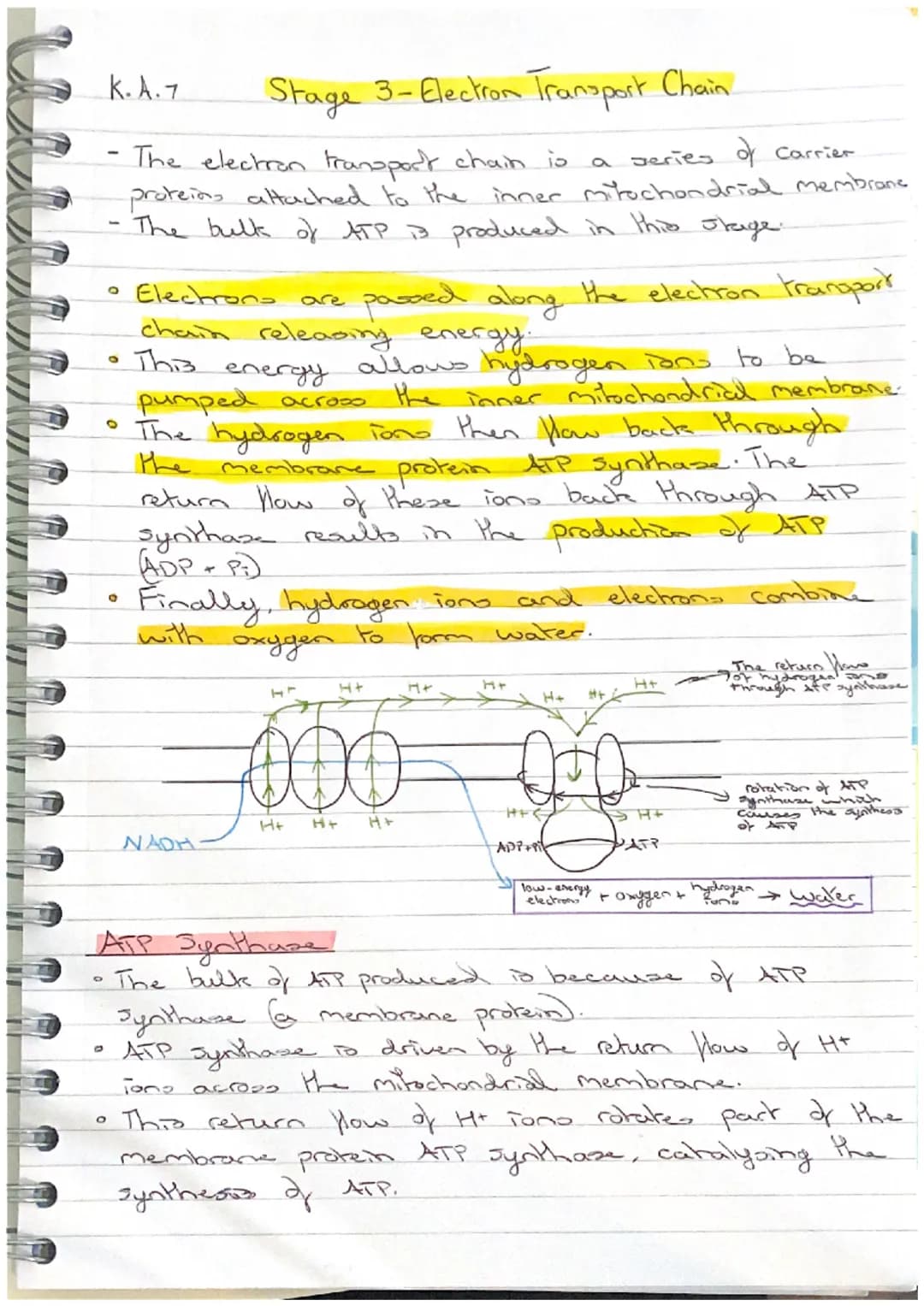 K.A.7 Stage 3-Electron Transport Chain.
- The electron transport chain is a series み Carrier
proteins attached to the inner mitochondrial m