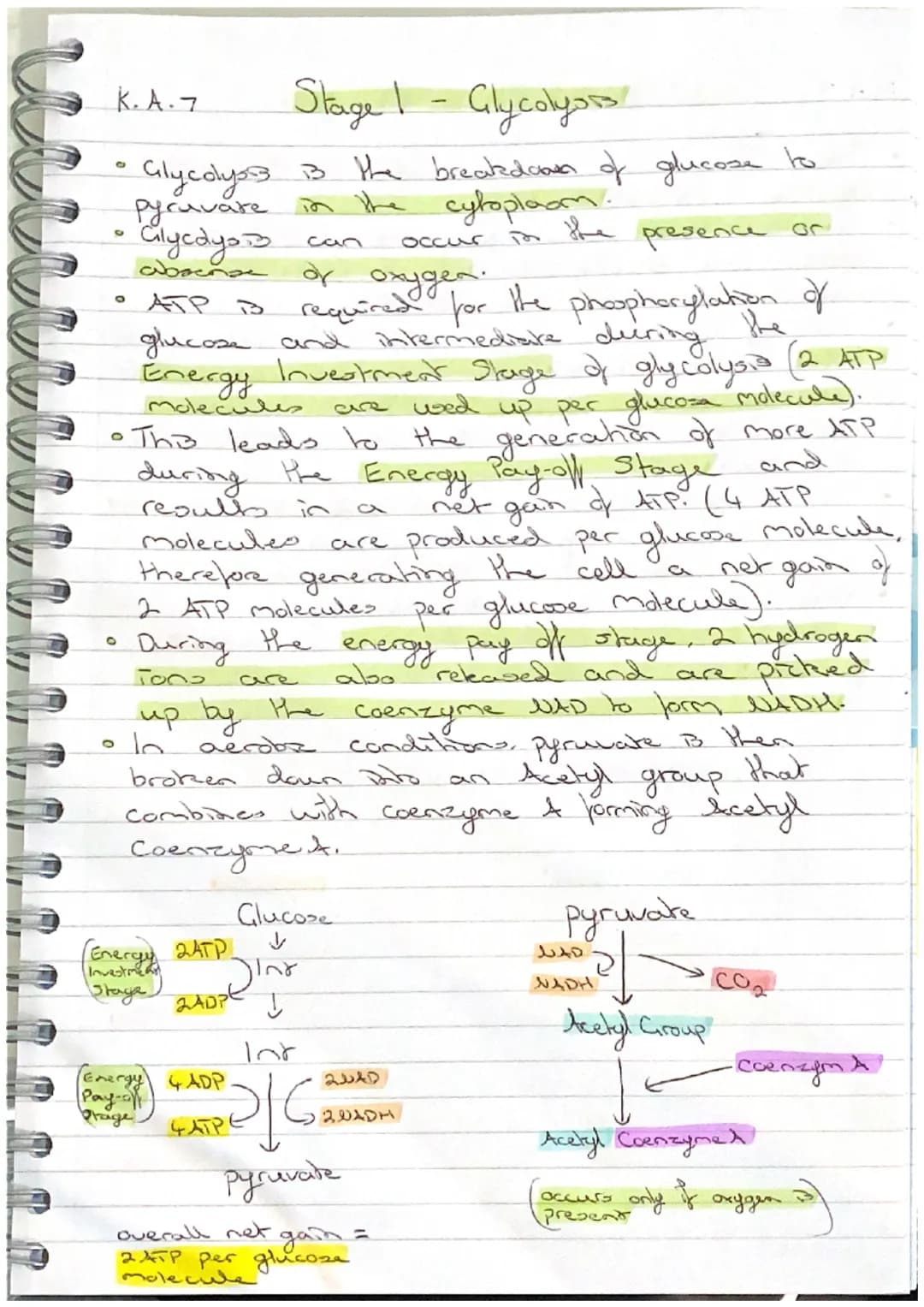 K.A.7 Stage 3-Electron Transport Chain.
- The electron transport chain is a series み Carrier
proteins attached to the inner mitochondrial m
