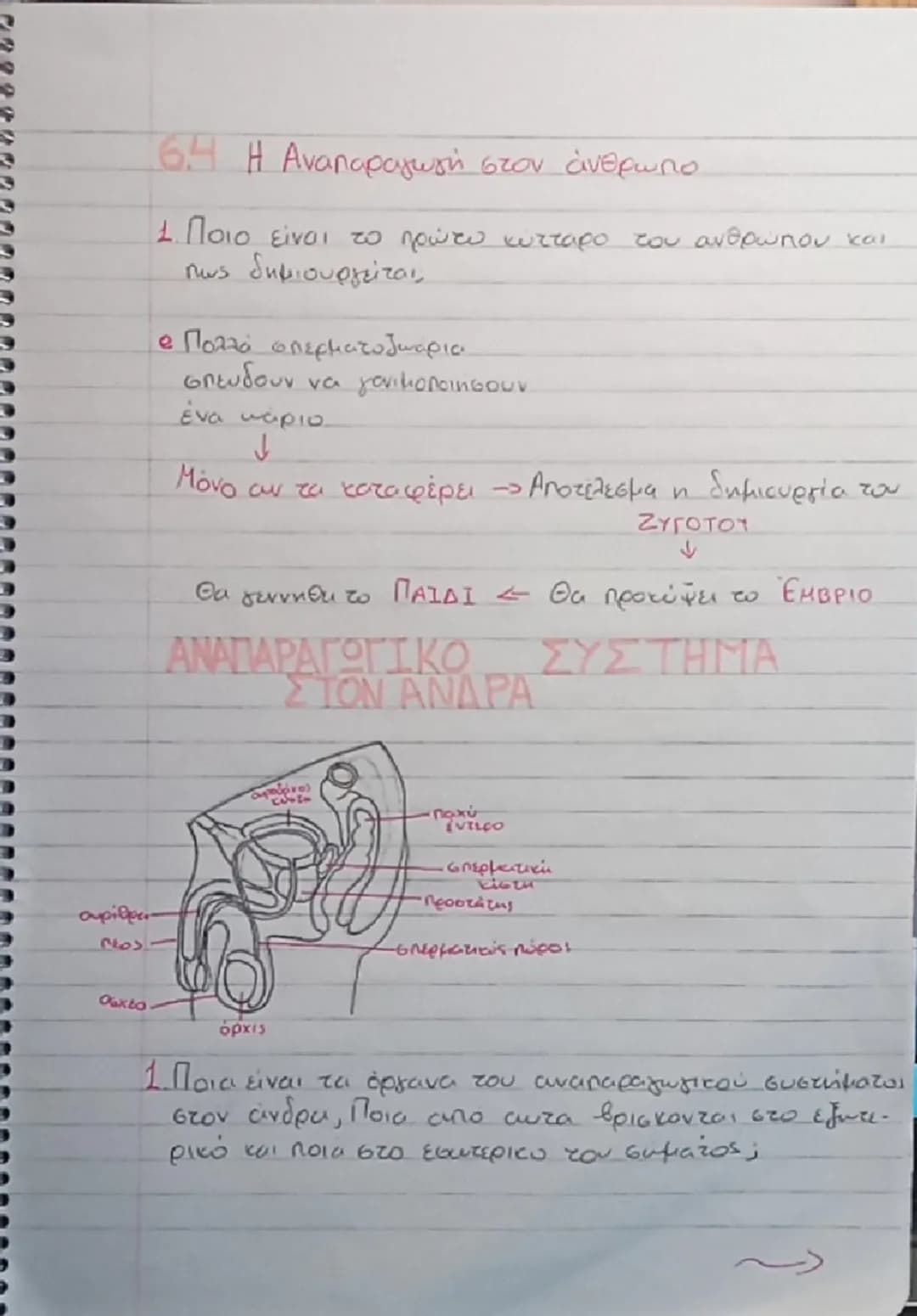 6. ΑΝΑΠΑΡΑΓΩΓΗ
6.1. Η αναπαραγωγή στους μονοκυτταρους οργανισμούς
1. Ποια λειτουργία των οργανισμών ονομάξεται αναπαρα
γωγή;
> Η λειτουργ