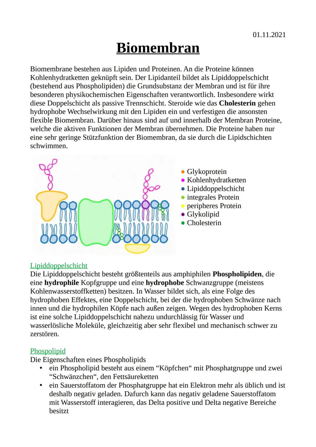 01.11.2021
# Biomembran
Biomembrane bestehen aus Lipiden und Proteinen. An die Proteine können
Kohlenhydratketten geknüpft sein. Der Lipid