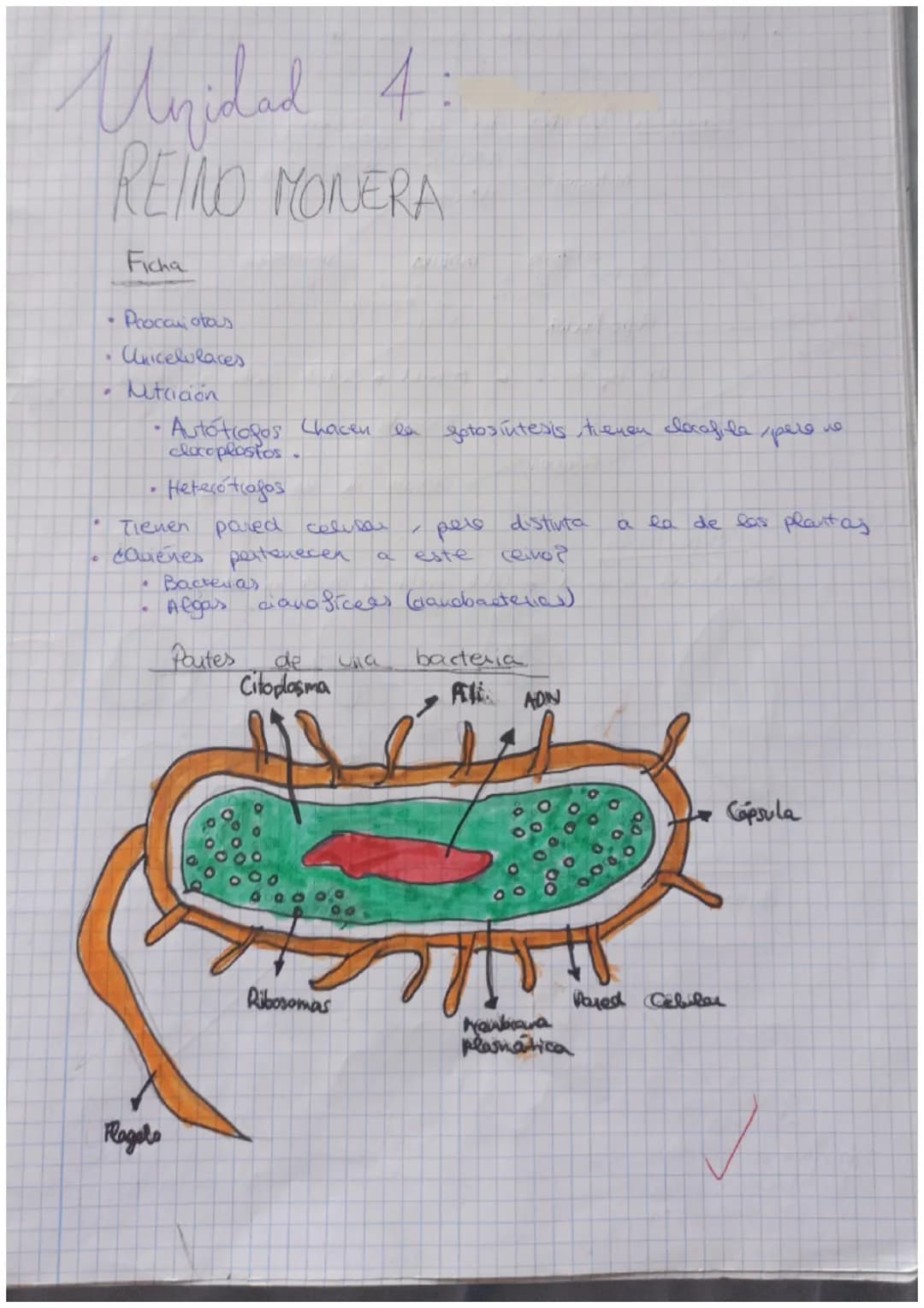 Unidad 4:
REINO MONERA
Ficha
Procamotous
• Unicelulares
Ntriaon
•Autótiogos Chacen la fotosintesis, tienen clecafila pere من
cloropla