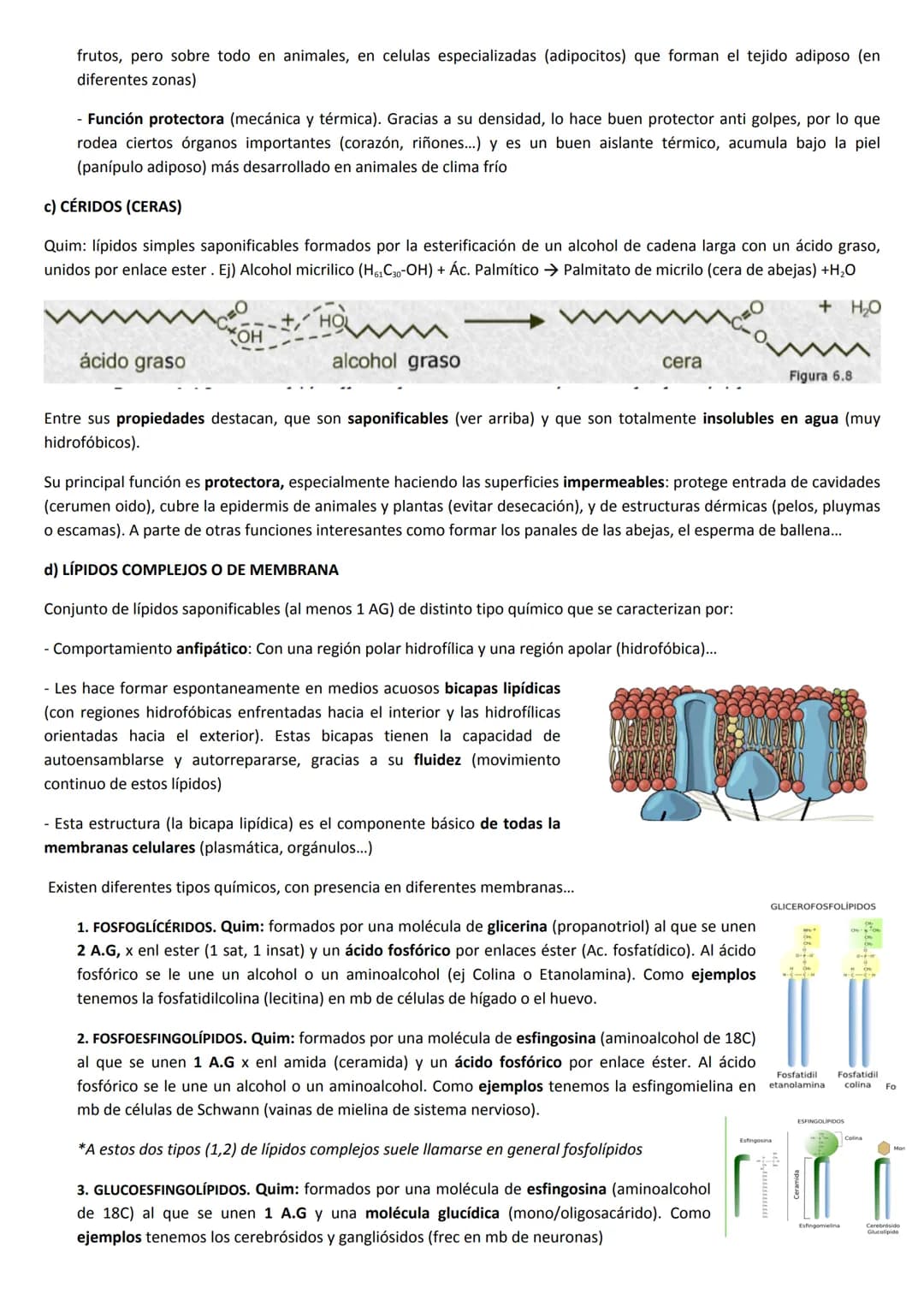 # TEMA 3: LÍPIDOS
1. CARACTERÍSTICAS GENERALES Y CLASIFICACIÓN
Los Lípidos, son un amplio grupo de moléculas orgánicas, químicamente muy h