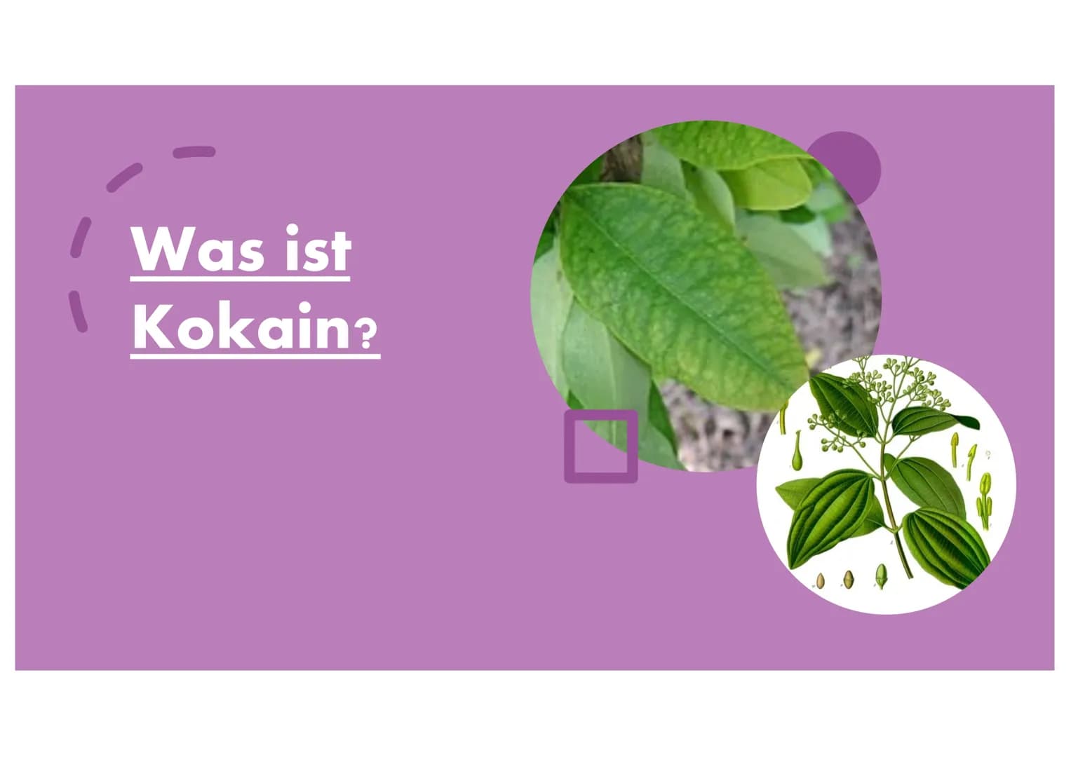 Kokain Gliederung
• Was ist Kokain?
Geschichte von Kokain
•
Anbau & Verarbeitung
Welche Auswirkungen/Wirkungen hat Kokain auf
den Mensch