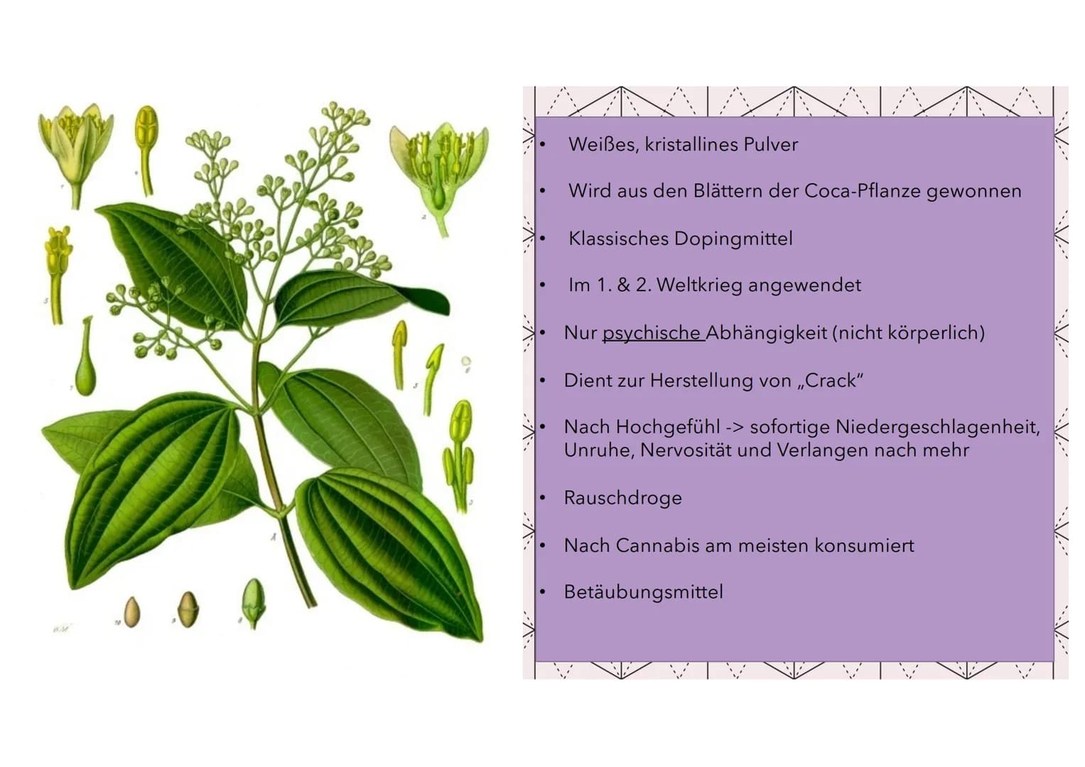 Kokain Gliederung
• Was ist Kokain?
Geschichte von Kokain
•
Anbau & Verarbeitung
Welche Auswirkungen/Wirkungen hat Kokain auf
den Mensch