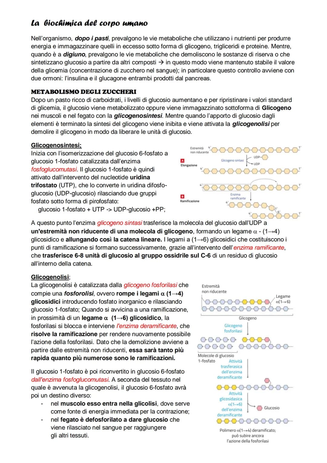# Il metabolismo
il metabolismo energetico è un'insieme di reazioni che avvengono in maniera controllata, queste
reazioni hanno tre funzion