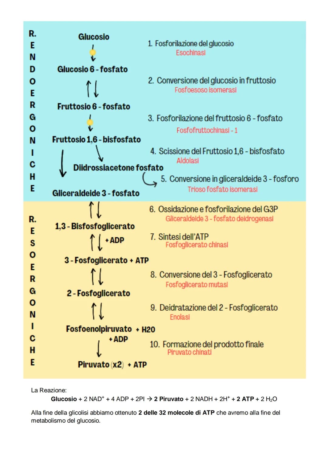 # Il metabolismo
il metabolismo energetico è un'insieme di reazioni che avvengono in maniera controllata, queste
reazioni hanno tre funzion