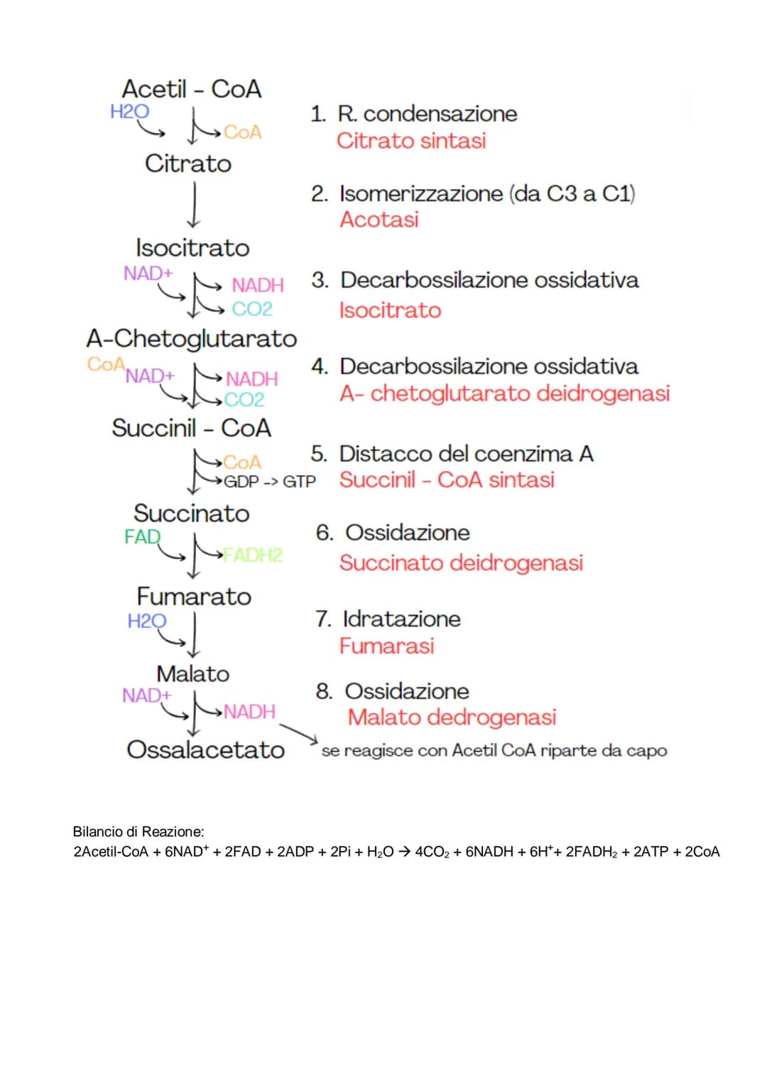 # Il metabolismo
il metabolismo energetico è un'insieme di reazioni che avvengono in maniera controllata, queste
reazioni hanno tre funzion