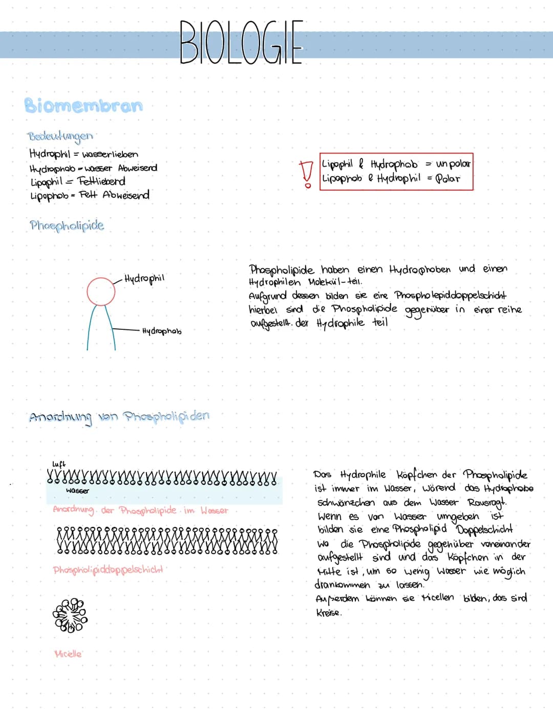 # BIOLOGIE
Biomembran
Bedeutungen
Hydrophil = wasserlieben
Hydrophob-wasser Abweisend
Lipaphil Fettlieberd
Lipophob Fett Abweisend
Ph