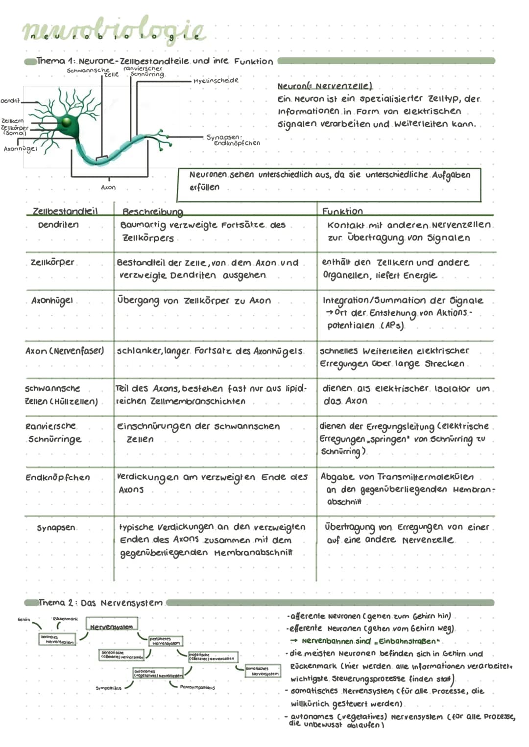 # neurobiologie
Dendrit.
Zerkem
Ilkörper
Soma)
Axonnügel
Thema 1: Neurone-Zellbestandteile und inre Funktion
Schwannsche ranvierscher
Zell