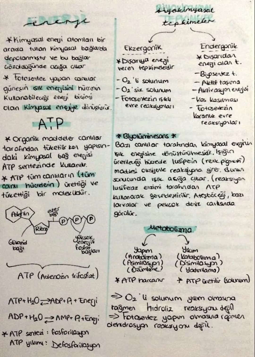 *Kimyasal enerji atomları bir
arada tutan Kimyasal bağlarda
depolanmistus ve bu bağlar
gözüldüğünde açığa çıkar
* Fotesenter yapan canlılar