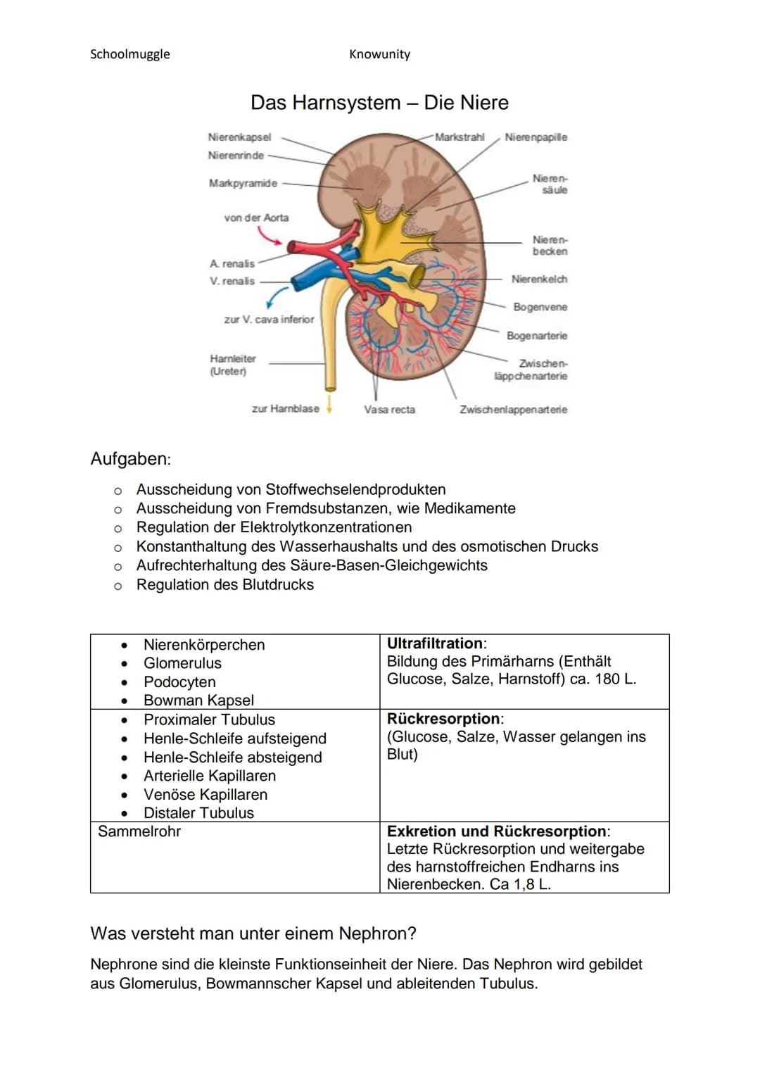 Schoolmuggle
Knowunity
Das Harnsystem - Die Niere
Nierenkapsel
Nierenrinde
Markpyramide
von der Aorta
-Markstrahl
A. renalis
V. renalis