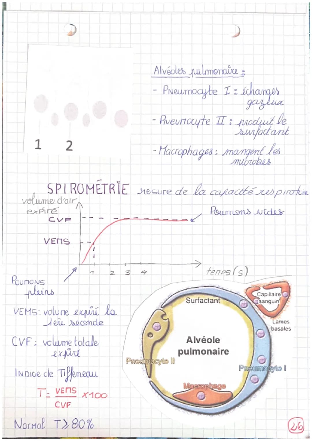 # respiration
→voies respiratoires: transportent l'ar
4 alvečdes pulmonaires: échanges O2/COz avec le
sang
Le mucus englue les particules