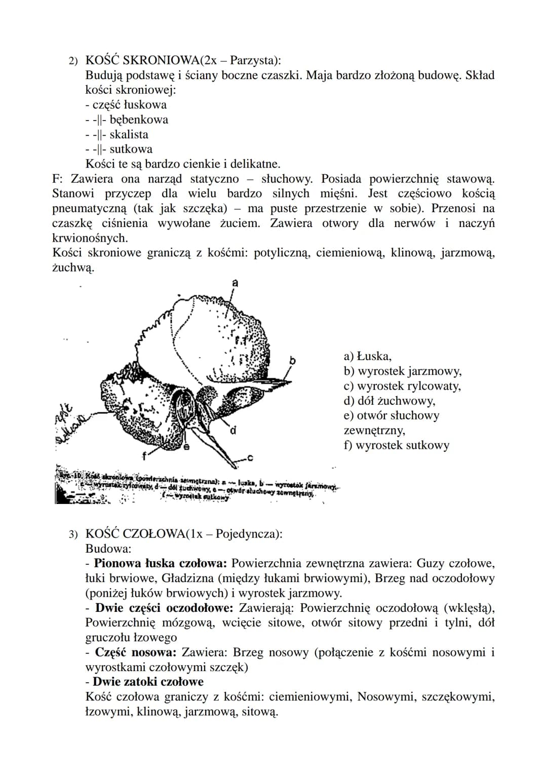 # CZASZKA!
F:
Tworzy osłonę kostną dla: Mózgowia, Narządów Zmysłu (zmysł równowagi, słuchu),
Układu Pokarmowego (odcinek początkowy), Układ