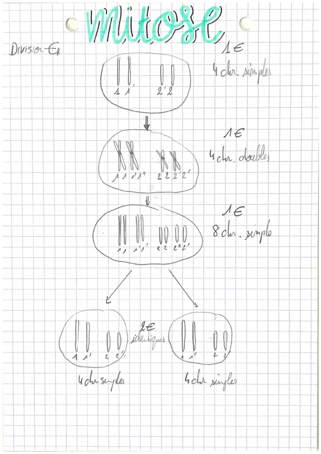 Division Er
# mitose
ΛΕ
4 cer simples
↓
ΛΕ
4 chr. doubles
Ле
8cher. semple
LE
۱۷۷
00 identiques
22
4 cha seyles
4cher singles