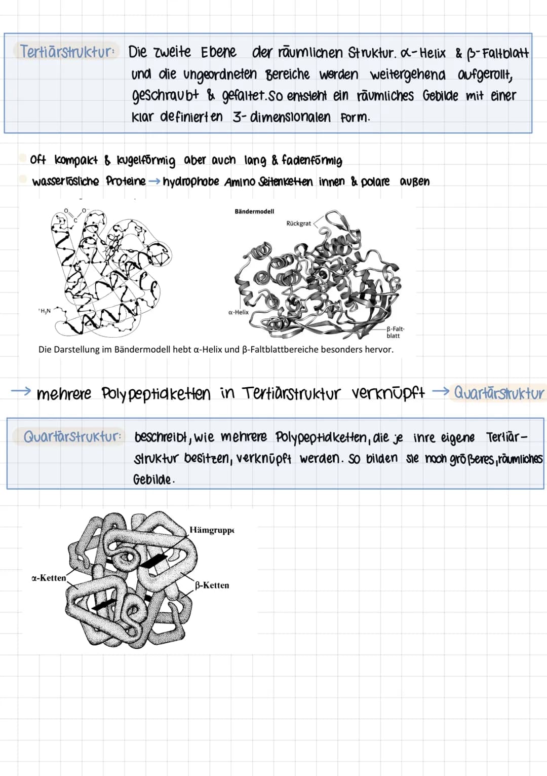 Q2 1.
# PROTEINE
Chemie Lernzettel
## Aminosäuren
- Proteine aus 20 Aminosäuren aufgebaut
- Aminogruppe sitzt an C-Atom, wo auch Carboxyg