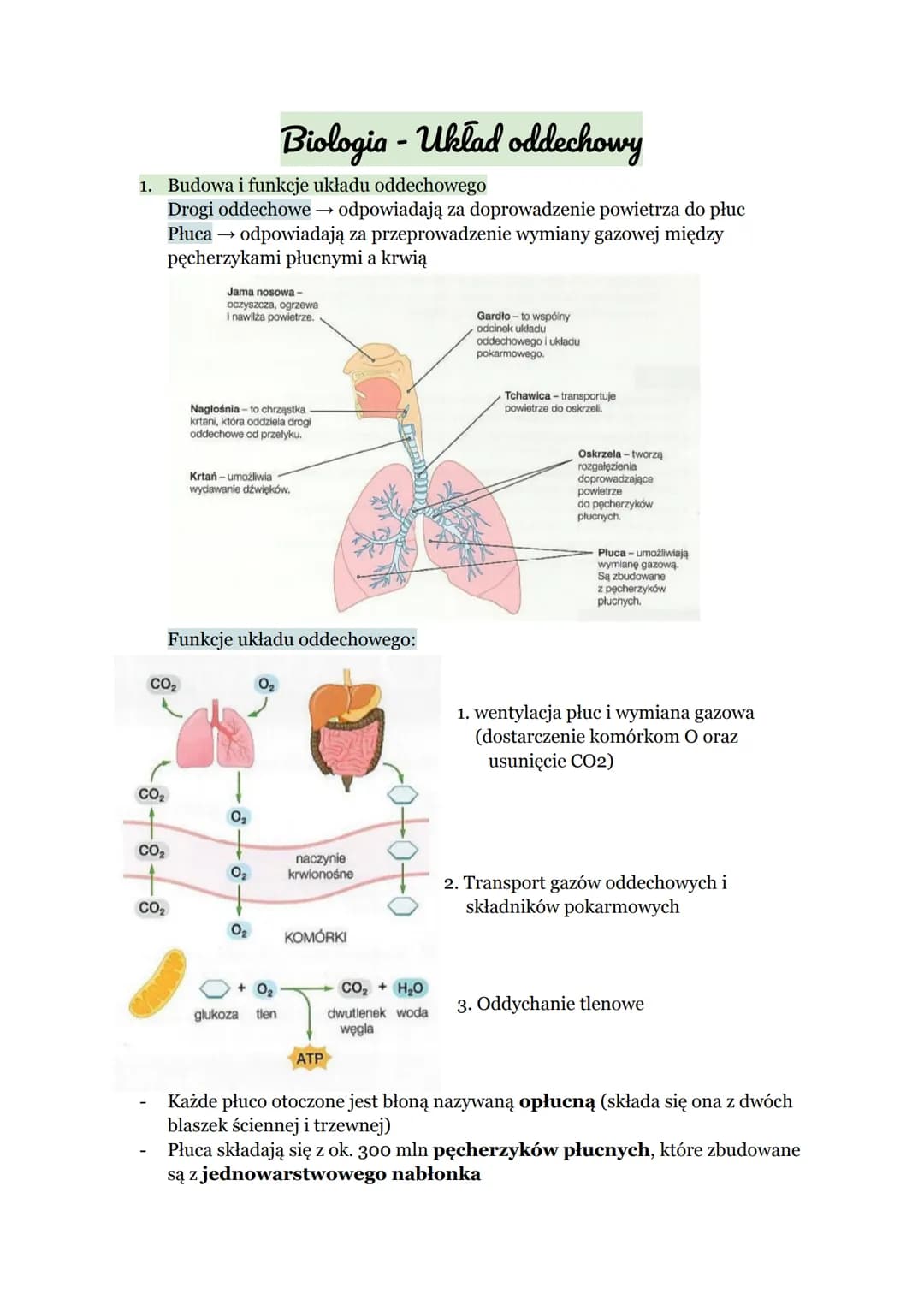 # Biologia - Układ oddechowy
1. Budowa i funkcje układu oddechowego
Drogi oddechowe → odpowiadają za doprowadzenie powietrza do płuc
Płuc