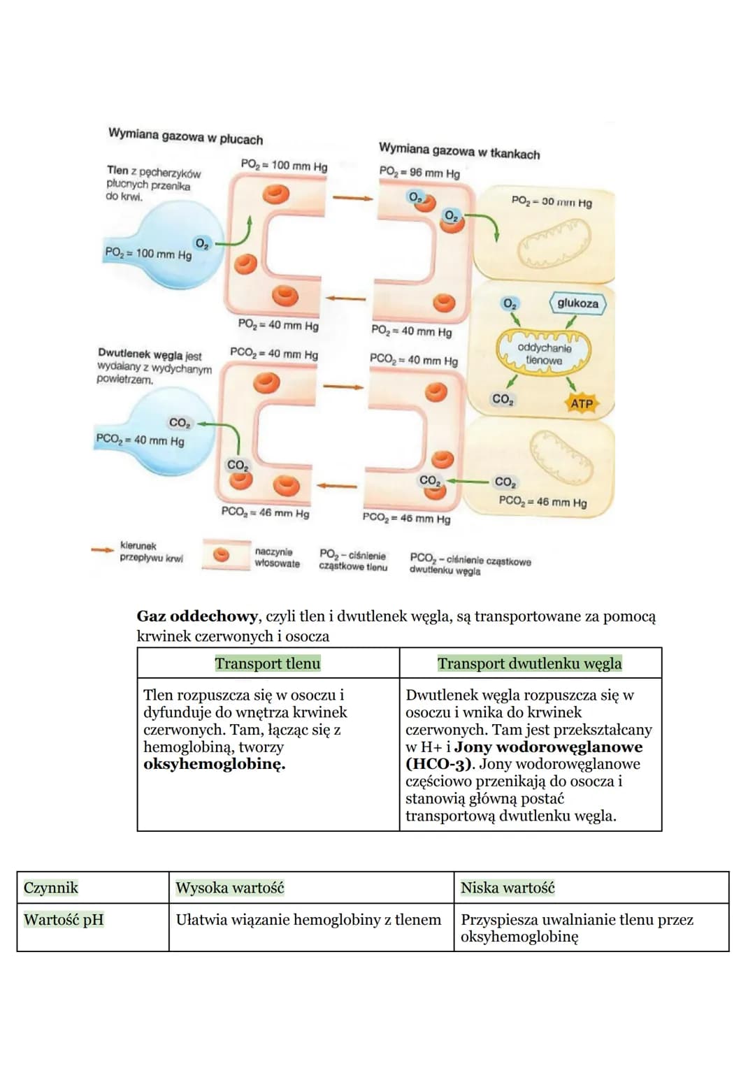 # Biologia - Układ oddechowy
1. Budowa i funkcje układu oddechowego
Drogi oddechowe → odpowiadają za doprowadzenie powietrza do płuc
Płuc