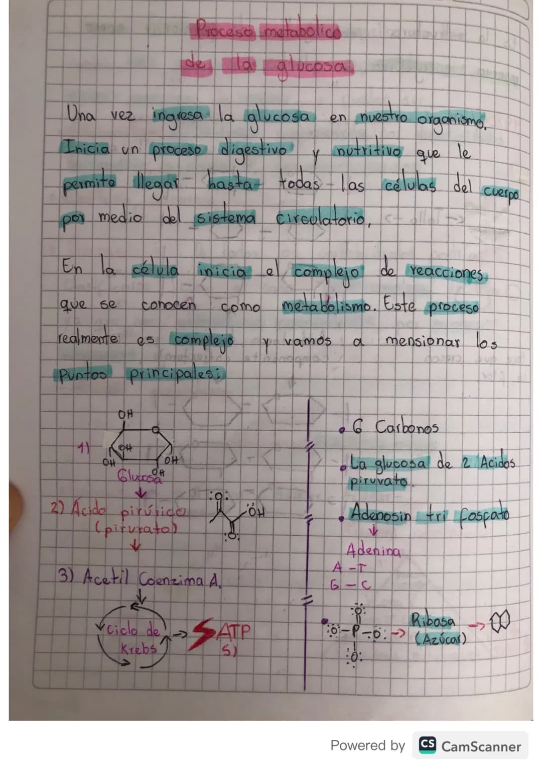 # Proceso metabolico
de la glucosa
Una vez ingresa la glucosa en nuestro organismo,
Inicia un proceso digestivo y nutritivo que le
permita