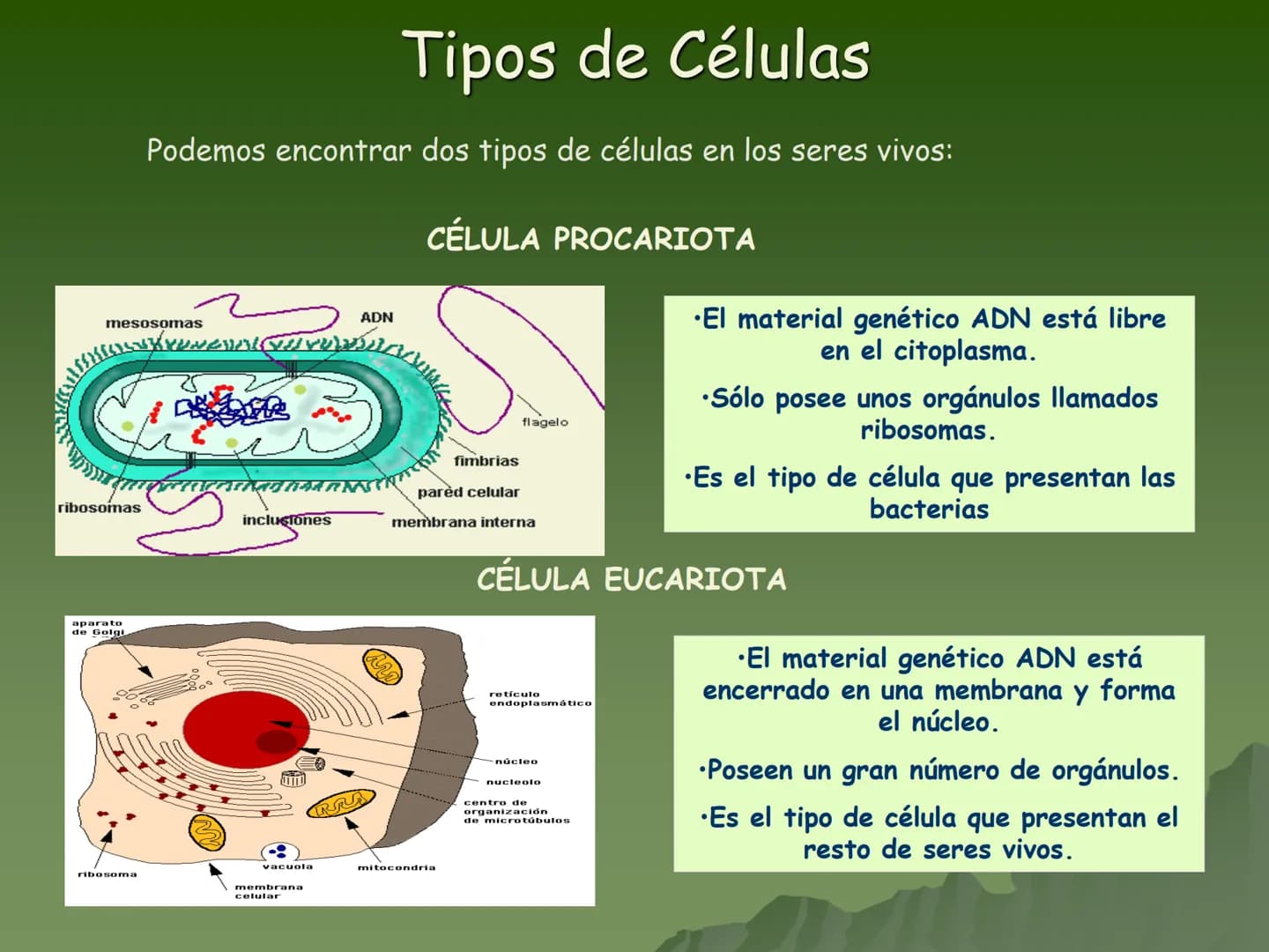 # Concepto:
- La unidad fundamental de todo ser
vivo.
- Su tamaño es muy pequeño por lo
que se requiere para su estudio de
aparatos espec