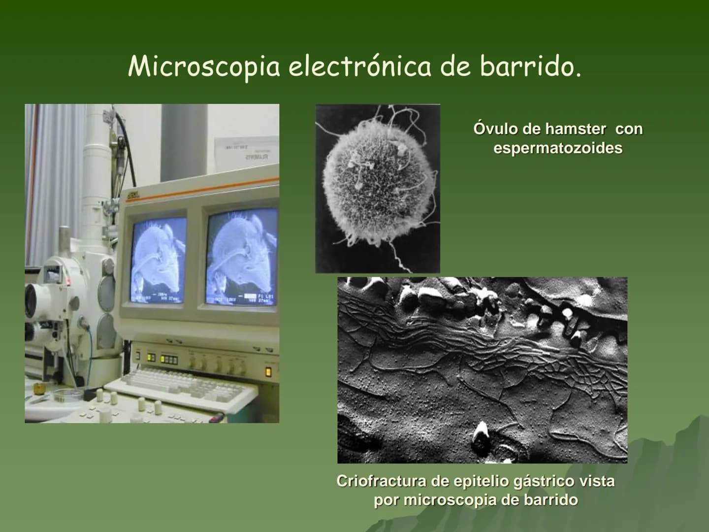 # Concepto:
- La unidad fundamental de todo ser
vivo.
- Su tamaño es muy pequeño por lo
que se requiere para su estudio de
aparatos espec