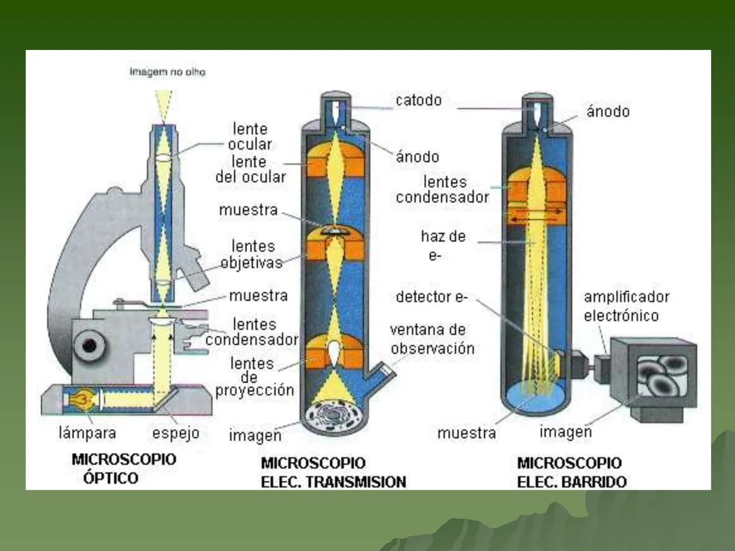 # Concepto:
- La unidad fundamental de todo ser
vivo.
- Su tamaño es muy pequeño por lo
que se requiere para su estudio de
aparatos espec