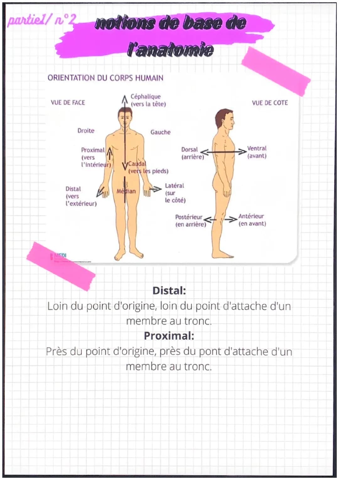 partiel/n°1
notions de base de
l'anatomie
position anatomique:
- position de reference, universelle et
permet d'écrire avec précision une