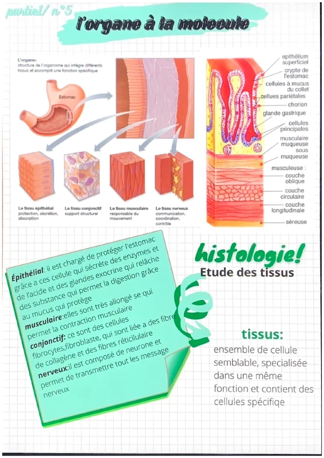 partiel/n°1
notions de base de
l'anatomie
position anatomique:
- position de reference, universelle et
permet d'écrire avec précision une