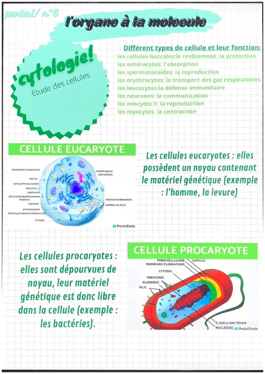 partiel/n°1
notions de base de
l'anatomie
position anatomique:
- position de reference, universelle et
permet d'écrire avec précision une