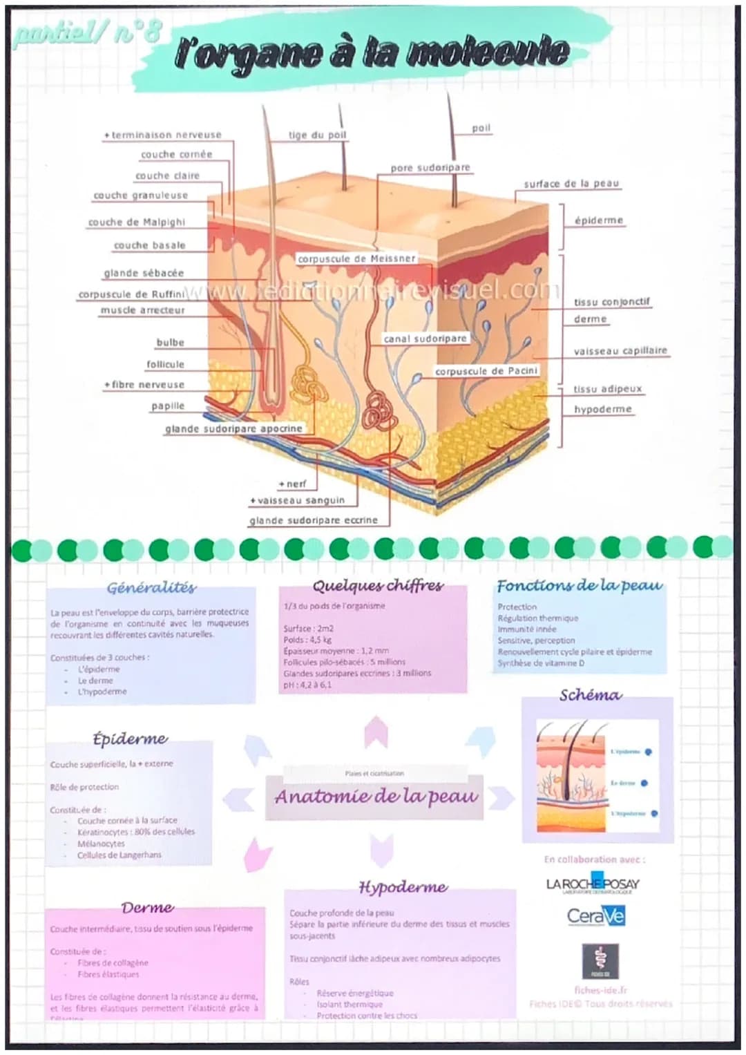 partiel/n°1
notions de base de
l'anatomie
position anatomique:
- position de reference, universelle et
permet d'écrire avec précision une