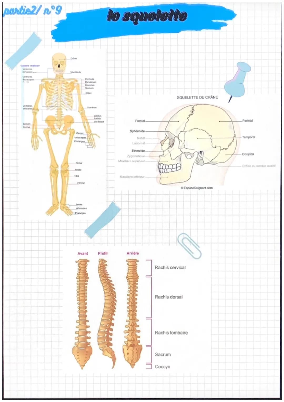 partiel/n°1
notions de base de
l'anatomie
position anatomique:
- position de reference, universelle et
permet d'écrire avec précision une