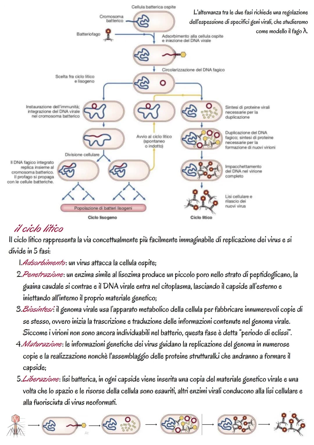 # la genetica dei virus
i virus sono piccoli agenti o microrganismi infettivi che invadono le cellule e le trasformano in fabbriche per
pro