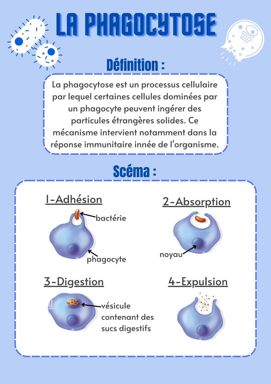 # LA PHAGOCYTOSE
## Définition :
La phagocytose est un processus cellulaire
par lequel certaines cellules dominées par
un phagocyte peuvent