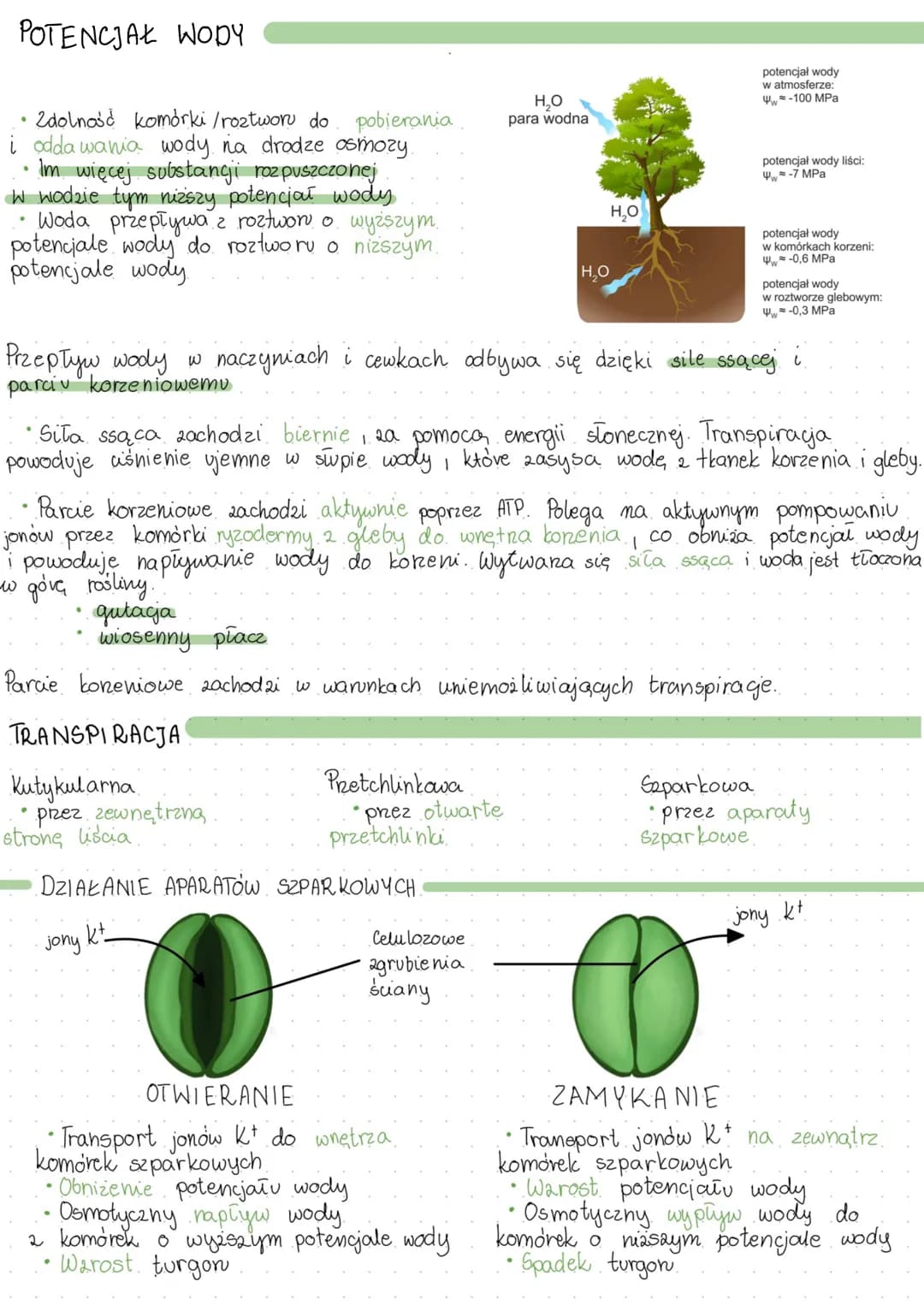 # FIZJOLOGIA ROŚLIN
TRANSPORT WODY
Wnikanie wody do korzeni
* zachodai poprez ryzodermę i włośniki
* ryaoderma $\rightarrow$ kora pier