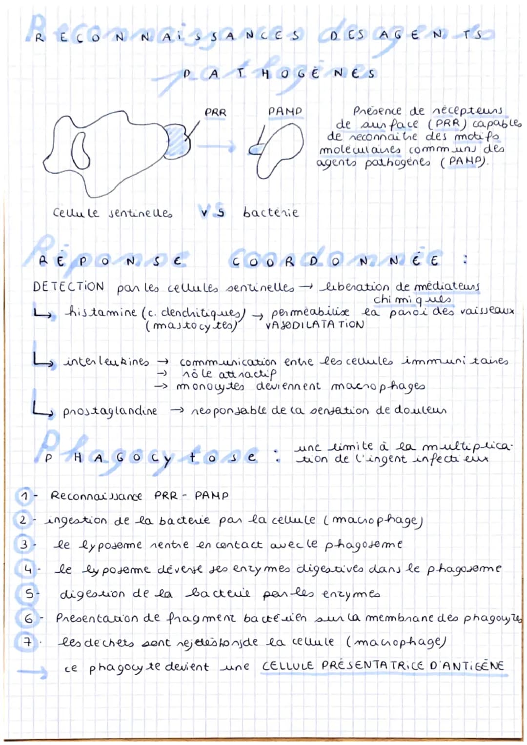 SVT
L'
imm
unité immée
-définition
SYSTEME IMMUNITAIRE fait face aux dangers (infections, Inauma
asmes, etc...)
innee VS adaptative spécif