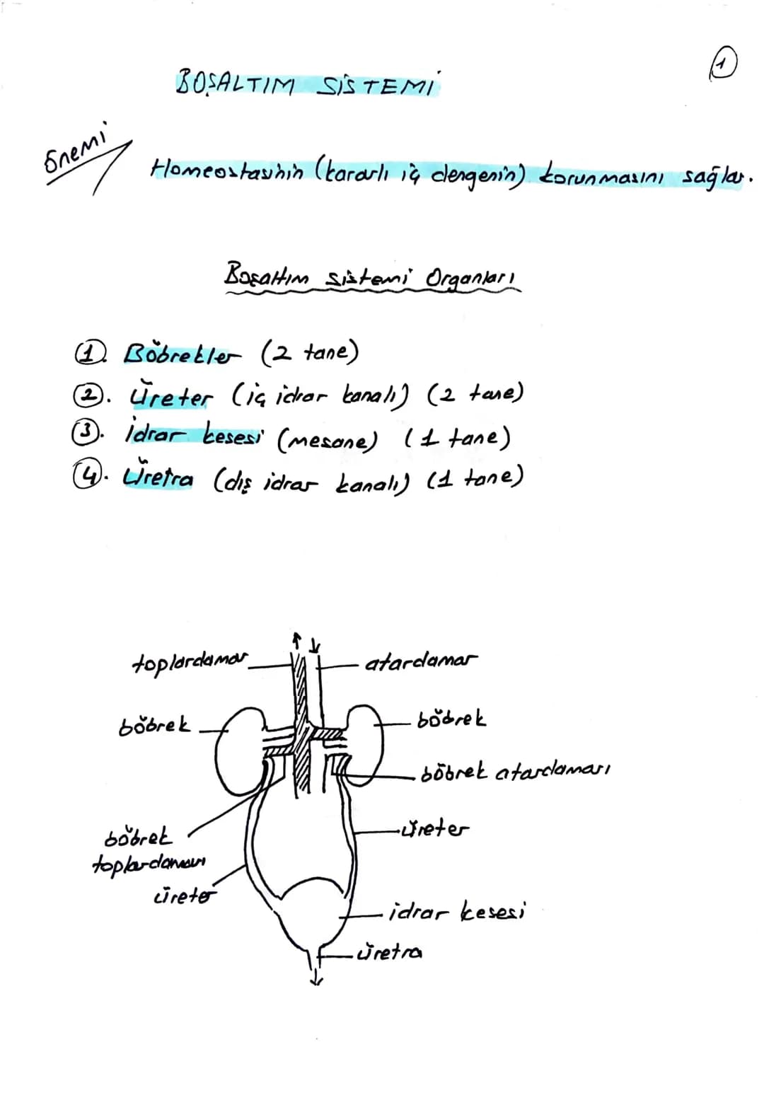 блемі
BOŞALTIM SİSTEMİ
Homeostasının (kararlı iç dengesin) korunmasını sağlar.
Boşaltım sistemi Organları
① Böbrekler (2 tane)
Üreter (