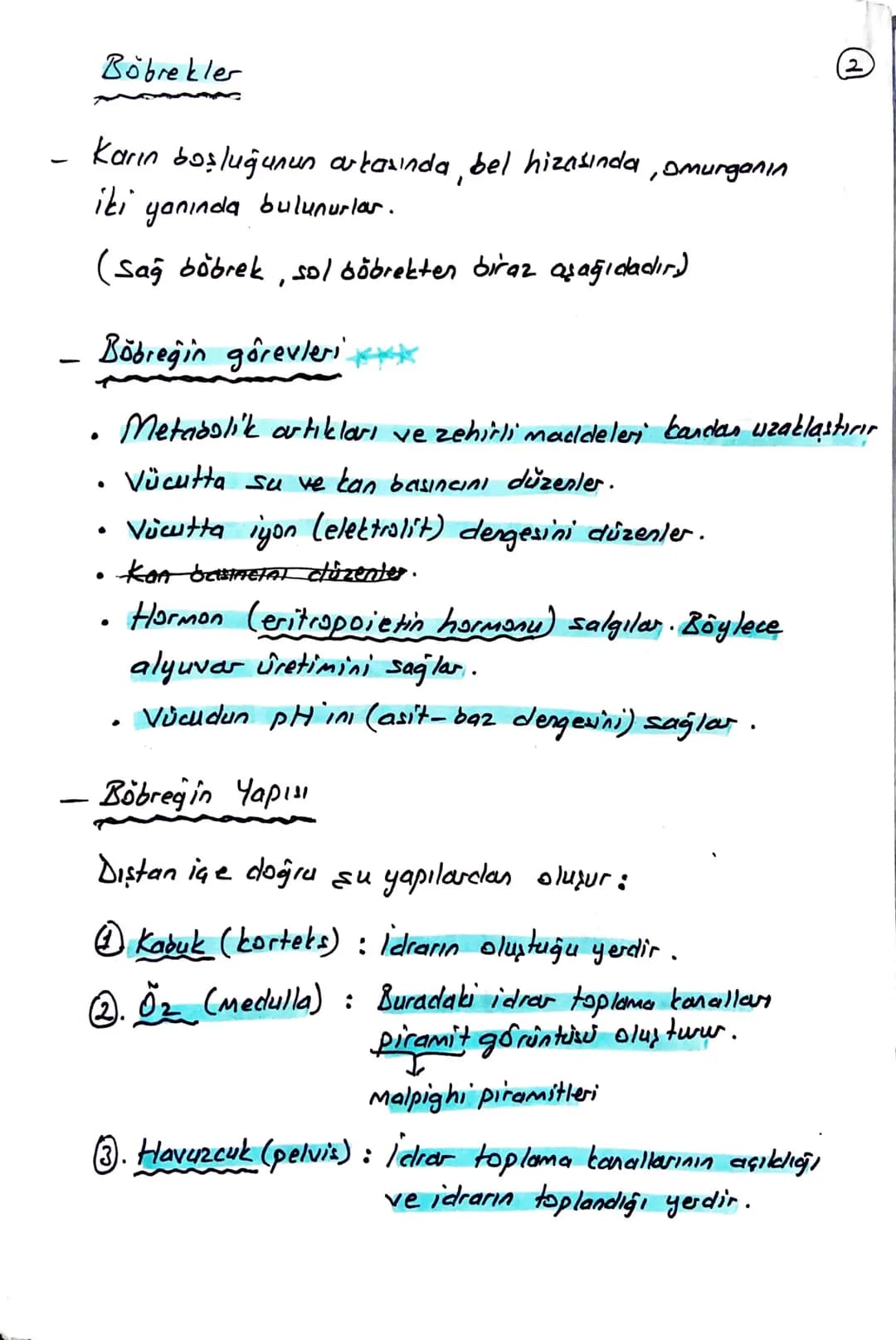 блемі
BOŞALTIM SİSTEMİ
Homeostasının (kararlı iç dengesin) korunmasını sağlar.
Boşaltım sistemi Organları
① Böbrekler (2 tane)
Üreter (